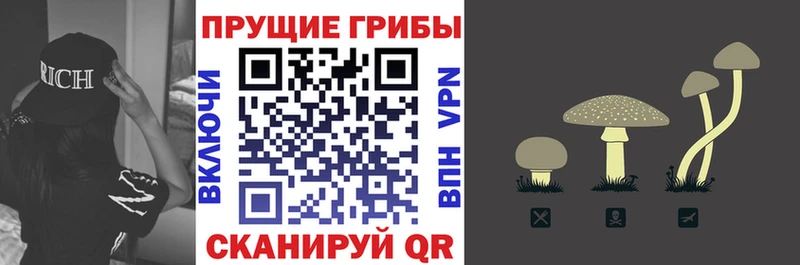Псилоцибиновые грибы мицелий  магазин  наркотиков  Чадан 